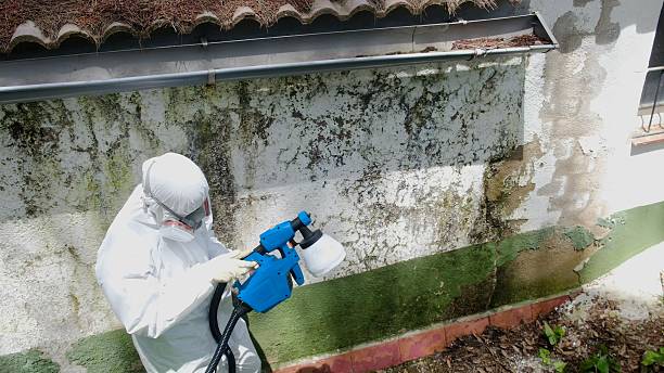 Top rated local Mold Removal specialists in Naples, TX